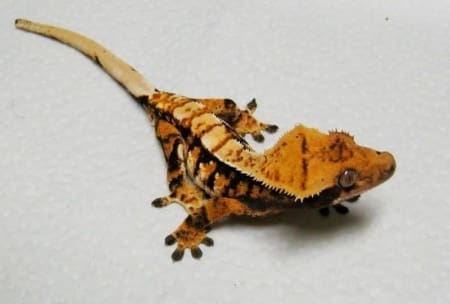 tricolor crested gecko