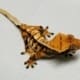 tricolor crested gecko