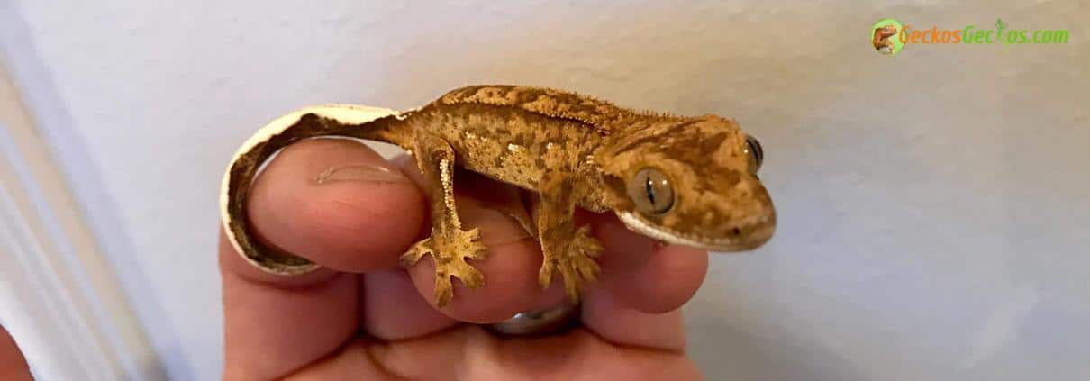 tricolor crested gecko