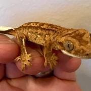 tricolor crested gecko