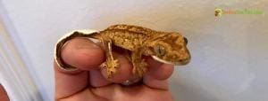 tricolor crested gecko