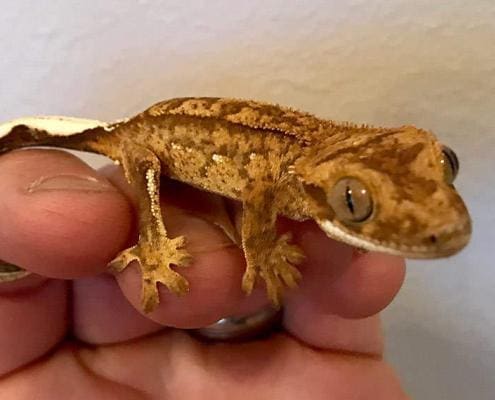 tricolor crested gecko