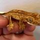 tricolor crested gecko