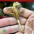 tricolored crested gecko for sale