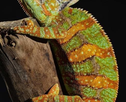 veiled chameleon for sale