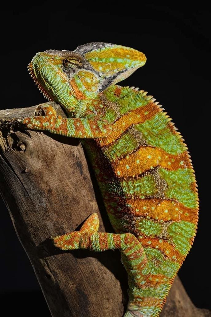 veiled chameleon for sale