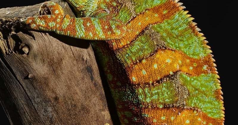 veiled chameleon for sale