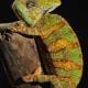 veiled chameleon for sale