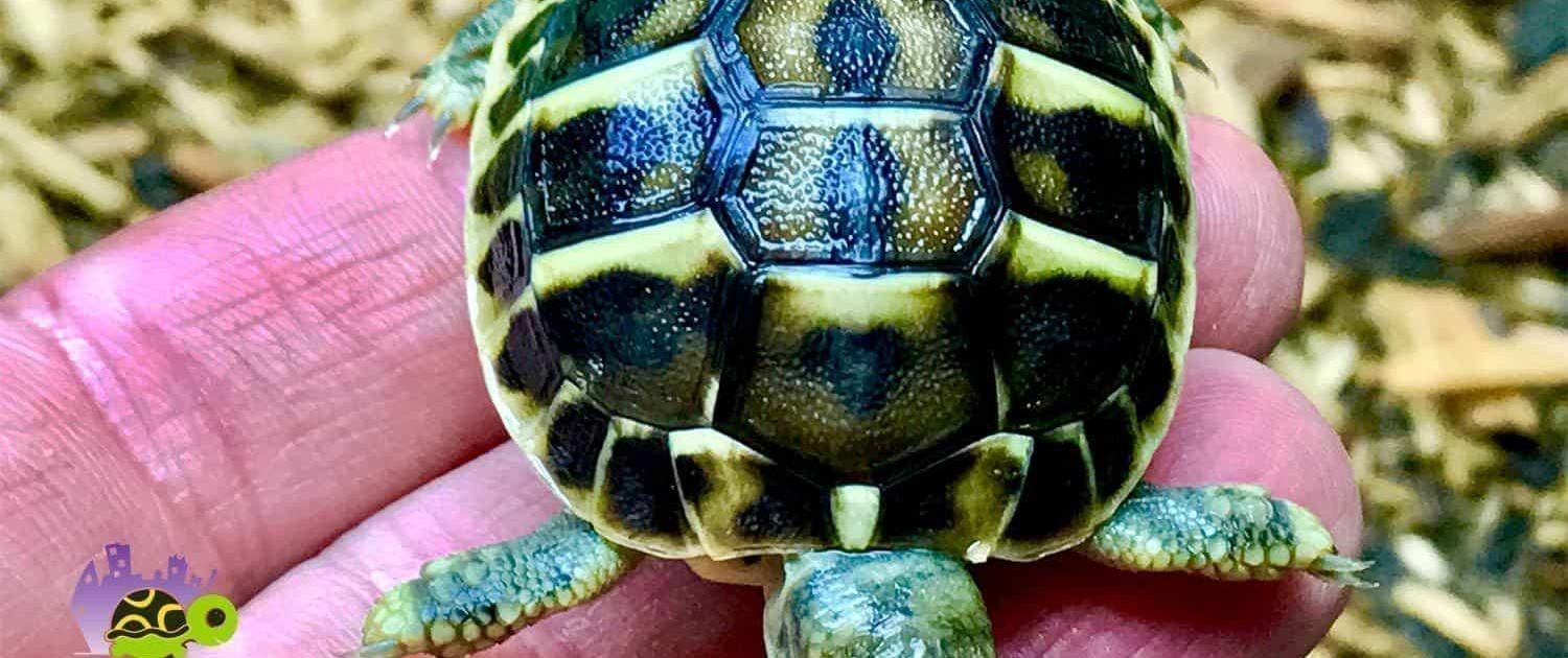 Western Hermann's Tortoise for sale