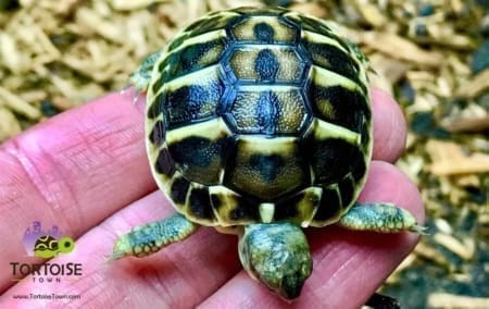 Western Hermann's Tortoise for sale