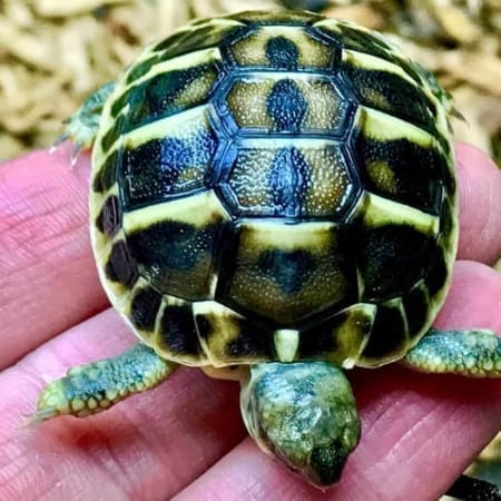 Western Hermann's Tortoise for sale