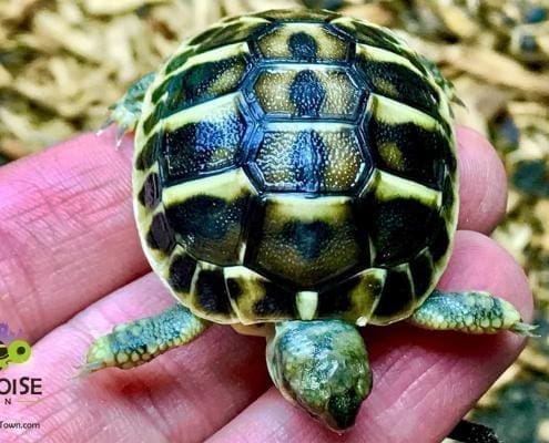 Western Hermann's Tortoise for sale