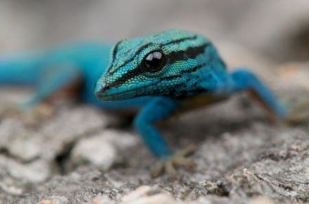 williams blue gecko