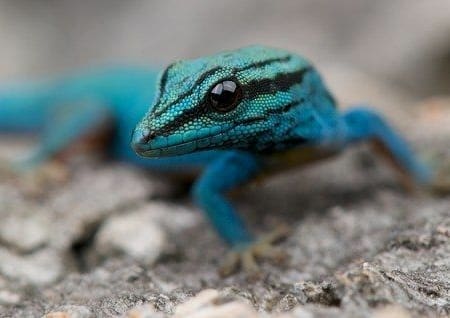 williams blue gecko