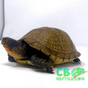 3 toe box turtle for sale