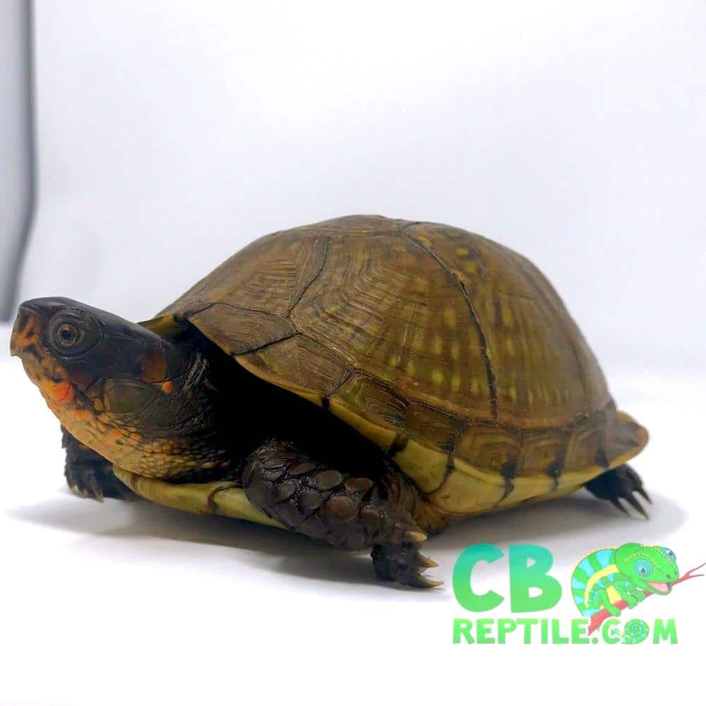 3 Toed Box Turtle For Sale Baby 3 Toe Box Turtles For Sale Online