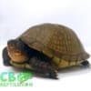 3 toe box turtles for sale