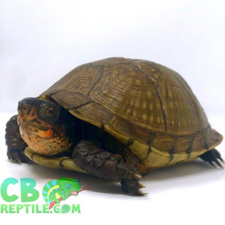 3 Toed box turtles for sale online 3 Toe box turtle for sale baby box