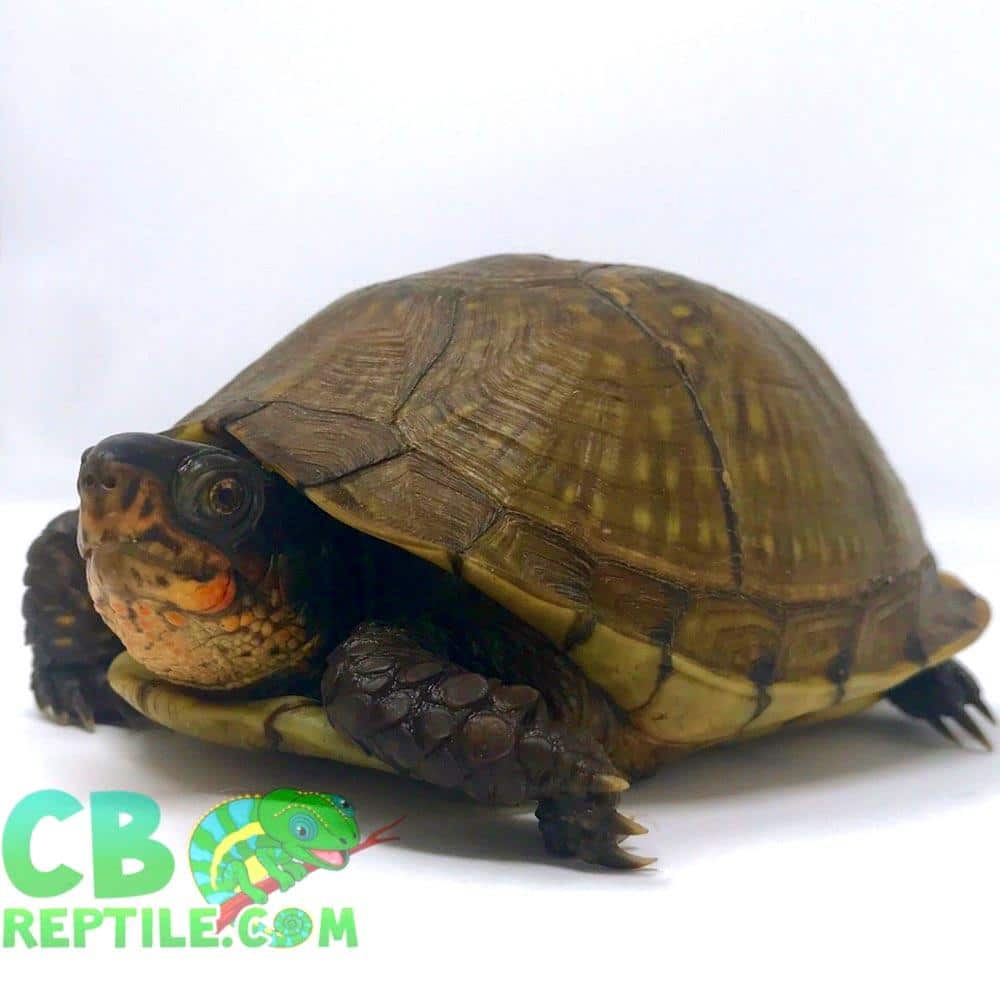 three toe box turtle for sale