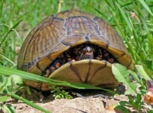 3 toed box turtle for sale