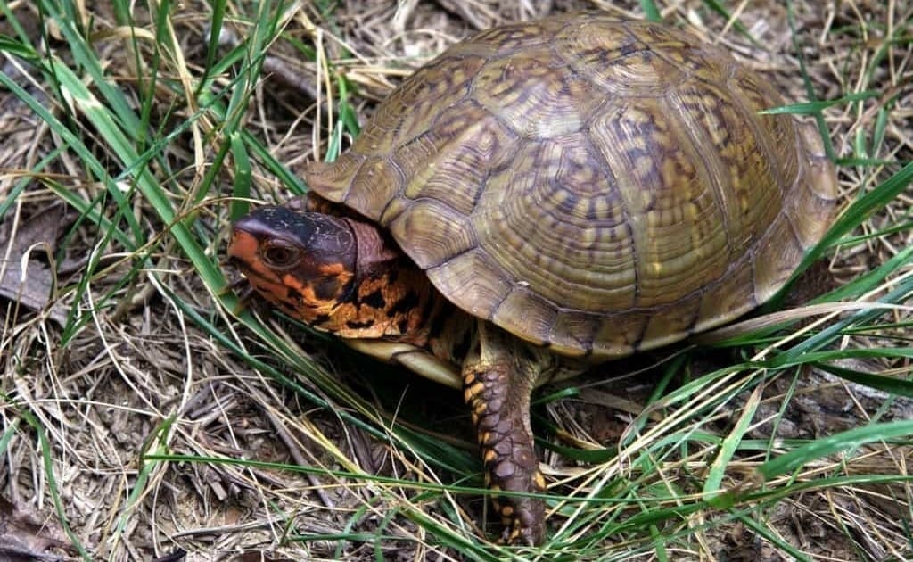 3 toe box turtle for sale