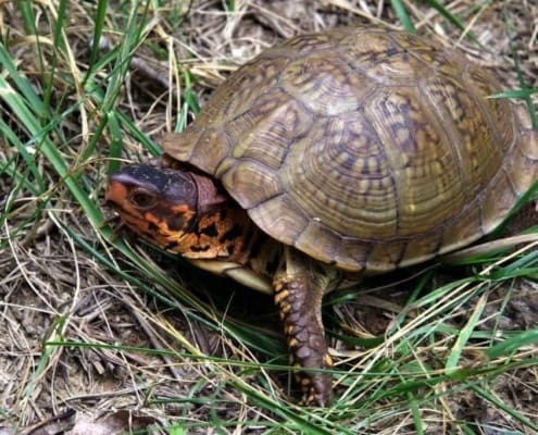 3 toe box turtle for sale