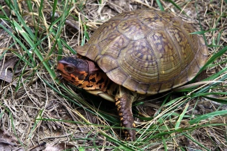 Box turtle for sale baby box turtles for sale eastern box turtle for