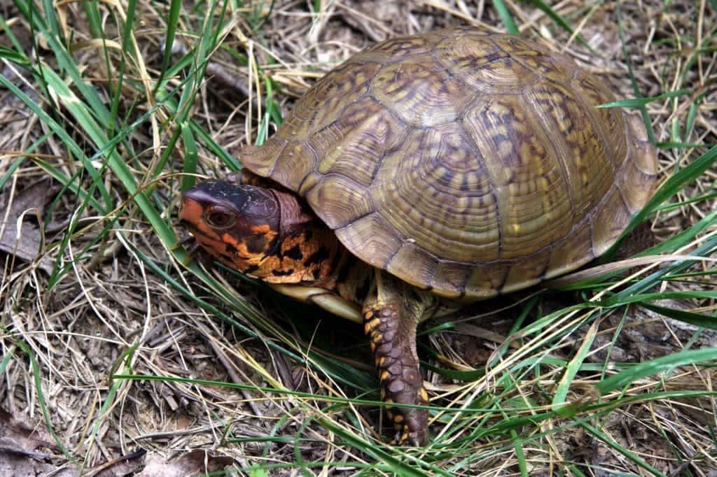 3 toe box turtle for sale