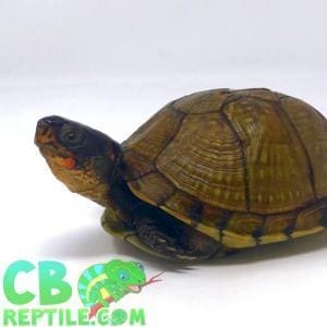 3 toed box turtles for sale