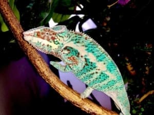 panther chameleon for sale