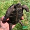 Aldabra giant tortoise for sale