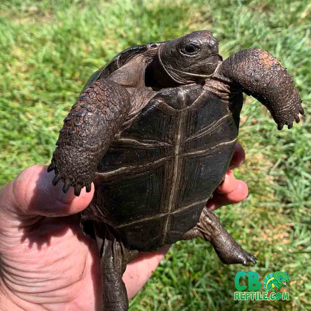 Aldabra giant tortoise