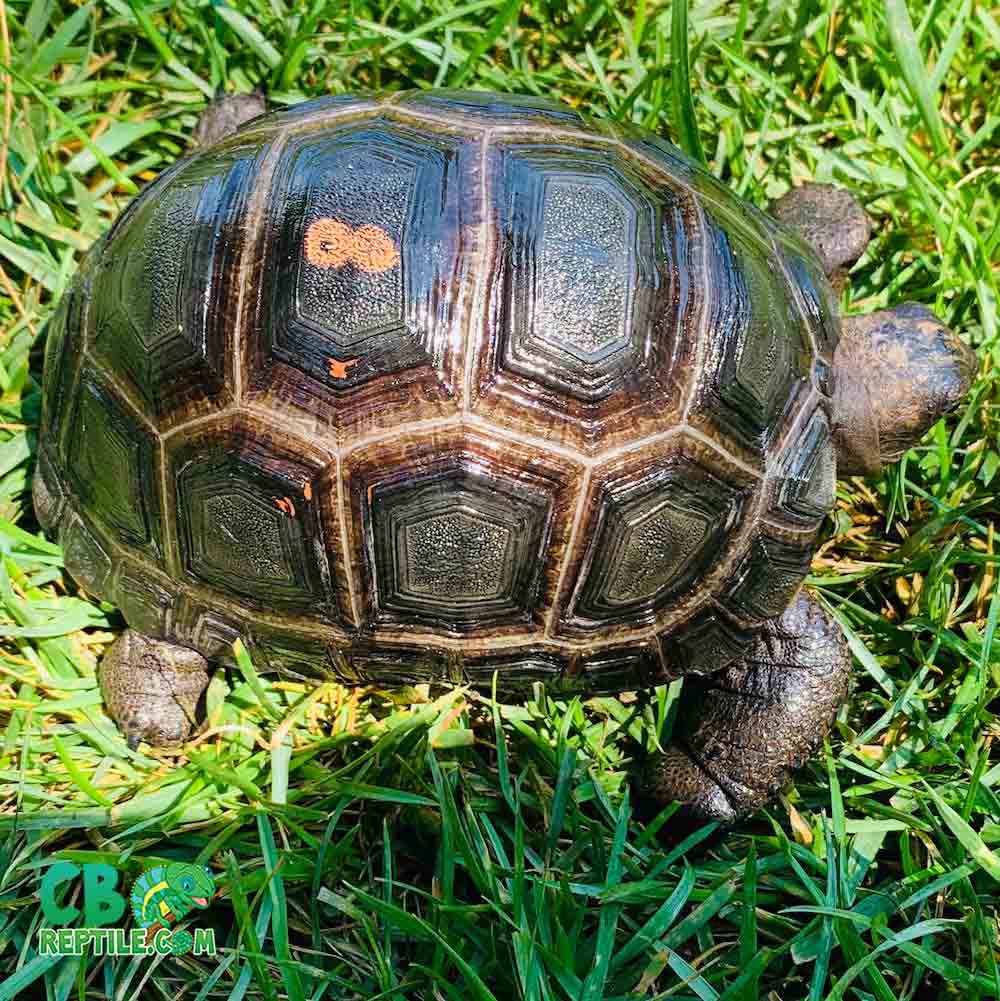 Aldabra tortoise breeders