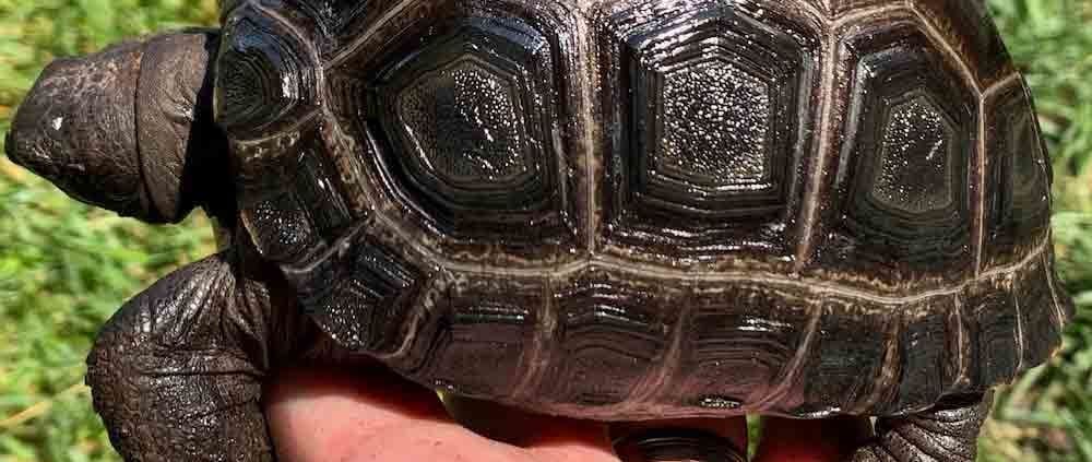 giant tortoise species
