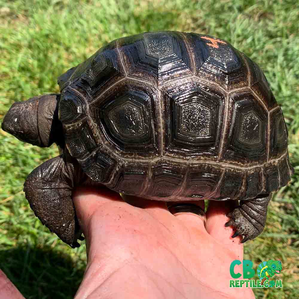 Aldabra tortoise