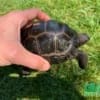 Aldabra tortoise sale