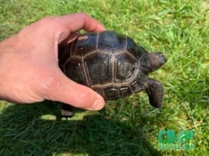 Aldabra tortoise sale