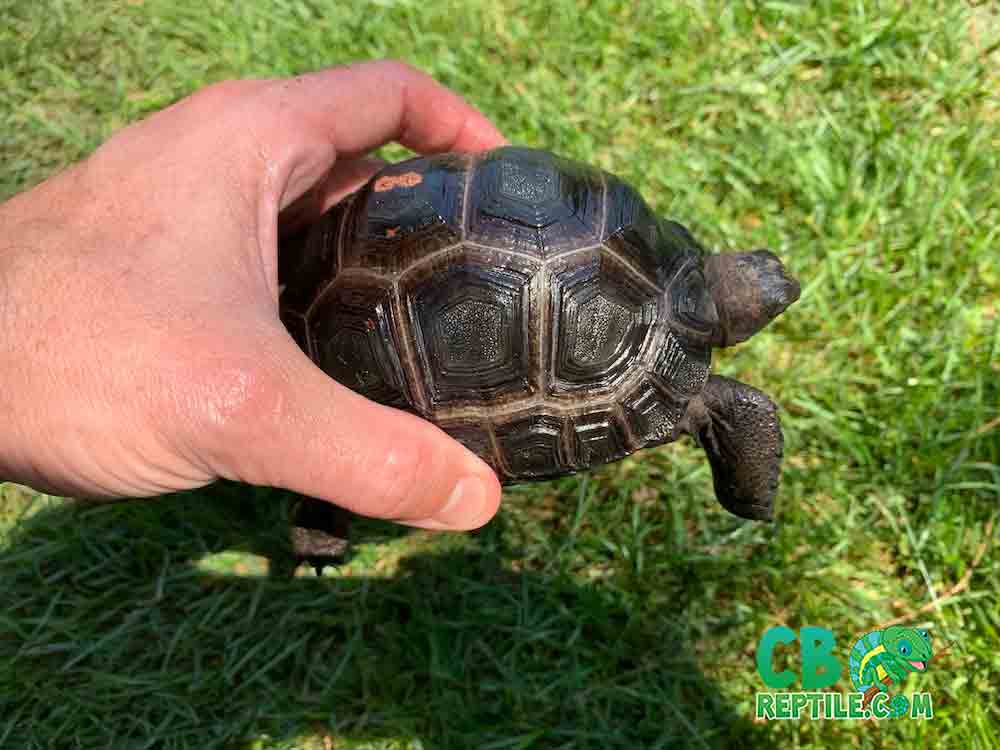 Aldabra tortoise for sale