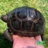 Aldabra tortoises for sale