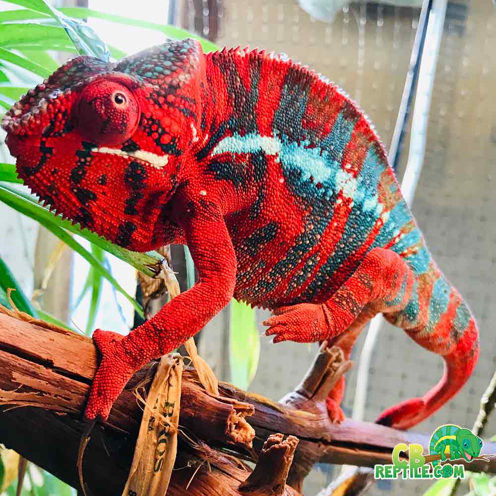 panther chameleon habitat