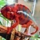 Ambilobe panther chameleon for sale