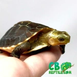 Chinese box turtle