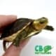 Chinese box turtle for sale