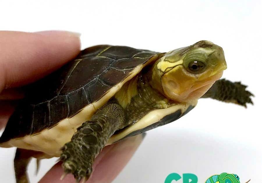 Chinese box turtle for sale