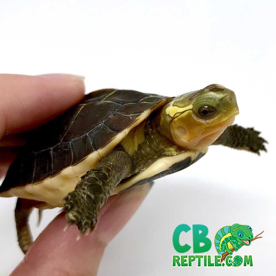Chinese Box Turtle Care And Breeding - Reptiles Magazine