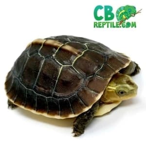 Chinese box turtle for sale