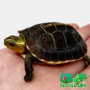 Chinese box turtles for sale