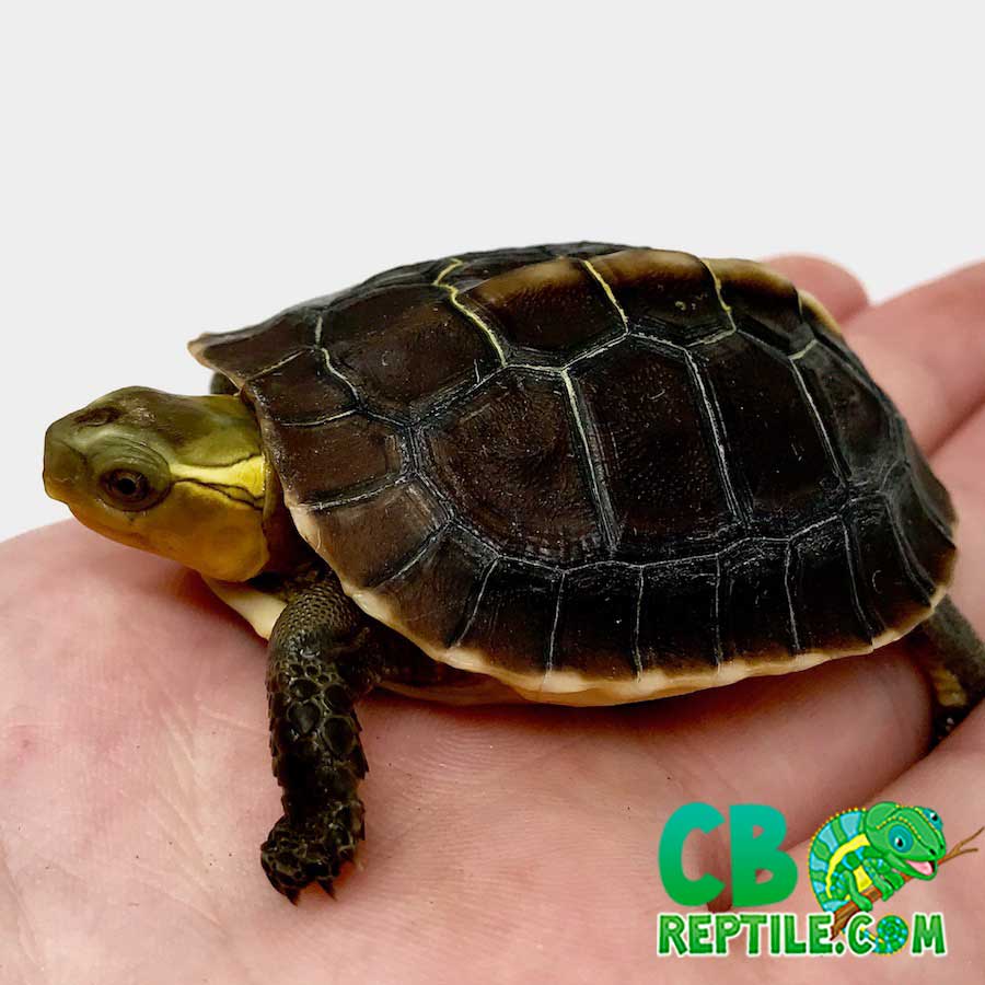 Chinese box turtles for sale | baby Chinese box turtle for sale near me