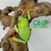 Baby red eyed tree frog for sale