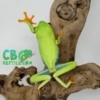 Red eyed tree frog